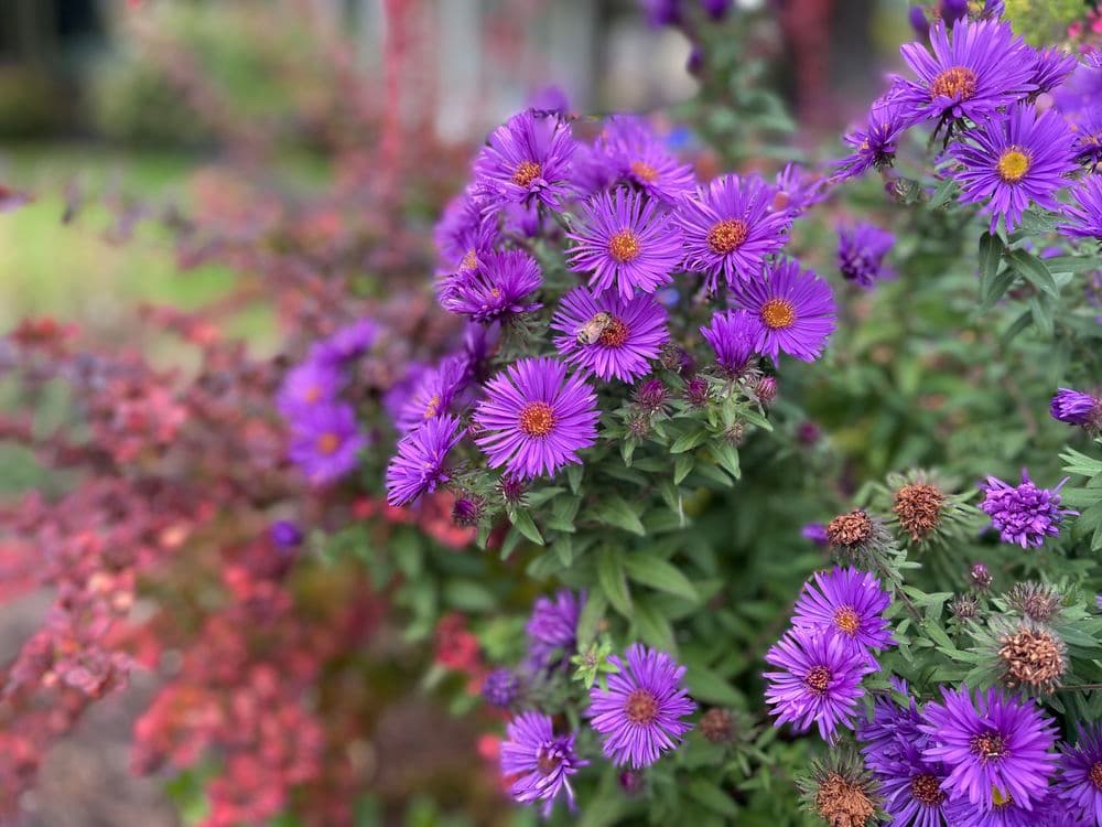 Vibrant purple asters blooming among colorful foliage in a garden setting.